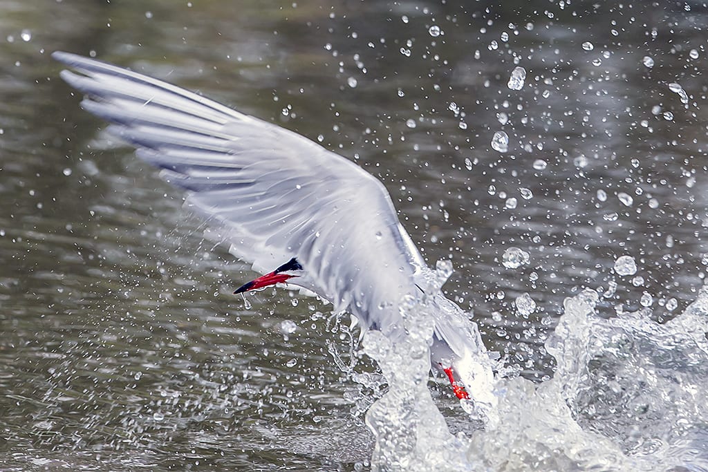 Common Tern