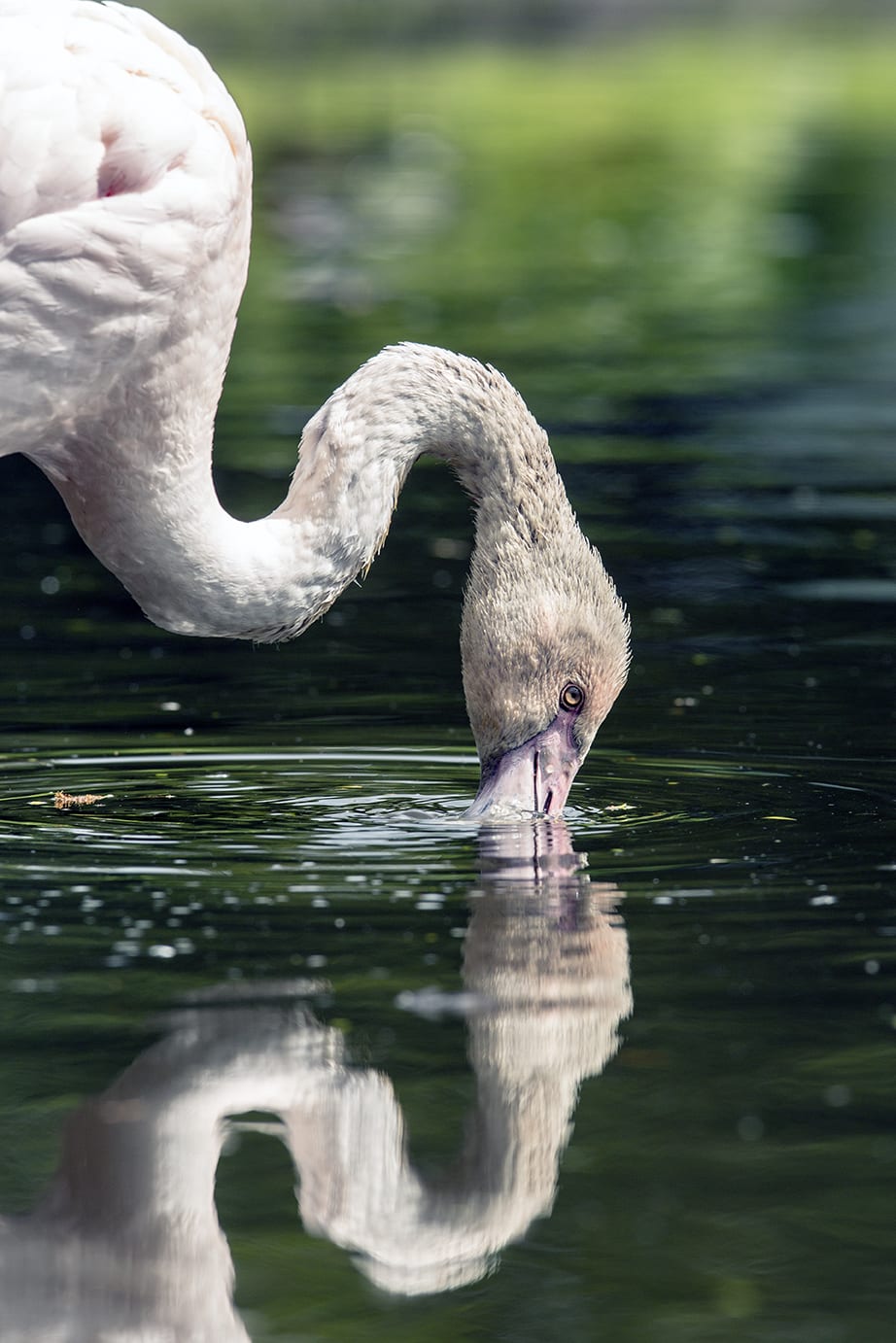 Flamingo curves