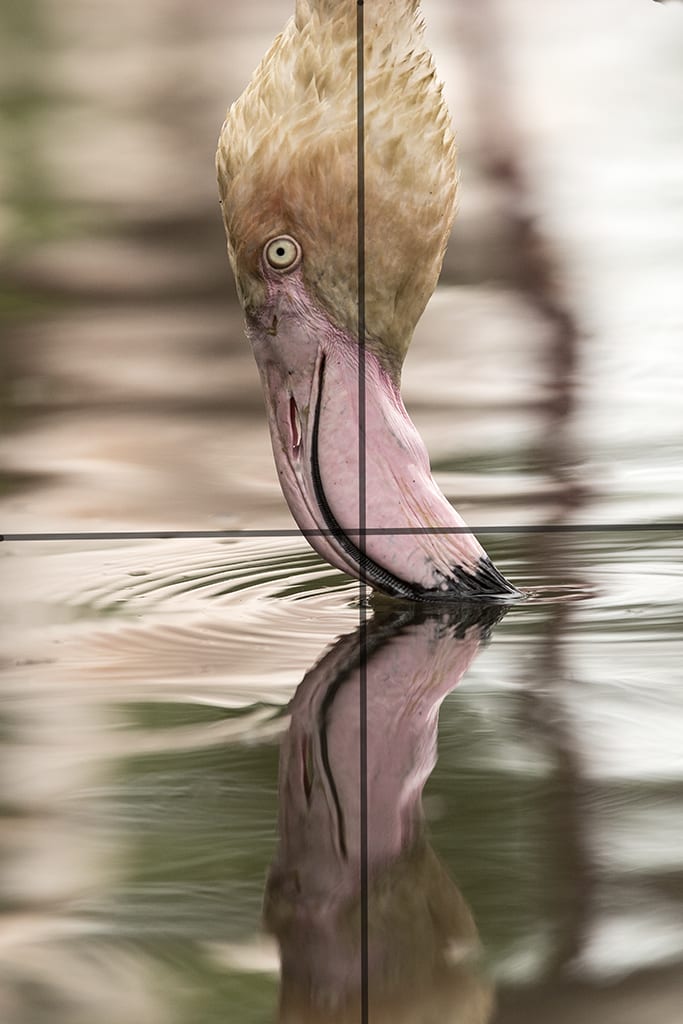 Flamingobroken rule