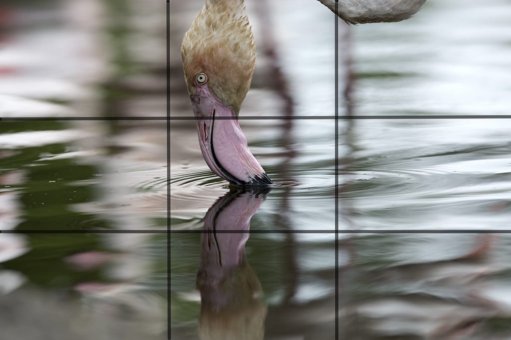 Flamingorule of thirds