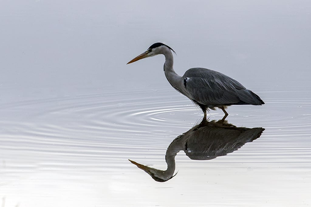 Simplyheron