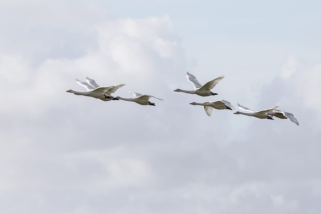 Whoopers
